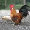 Mengatasi Masalah Ayam agar Tahan Pukul: Tips Terbaik untuk Memandikan Ayam