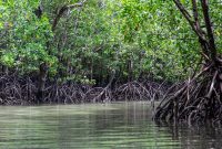 Mengapa Hutan Bakau Sangat Penting untuk Kita: Keajaiban Alam yang Perlu Diawetkan