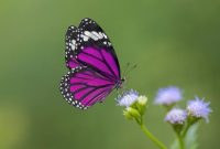Mengapa Melindungi Kupu-kupu Penting dalam Ekosistem