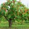 Manfaat Besar yang Diberikan Pohon Apel untuk Kita